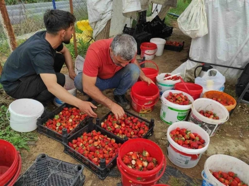 Organik &ccedil;ilek &uuml;reticileri pazar i&ccedil;in destek bekliyor
