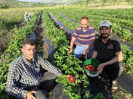 Organik Sason çileğinde hasat başladı

