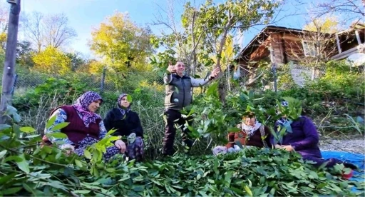 Orman k&ouml;yl&uuml;s&uuml; ekmeğini topraktan &ccedil;ıkartıyor
