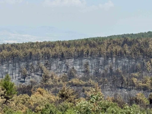 Orman yangınında zarar gören alanlar için yeşillendirme çalışması başlatıldı
