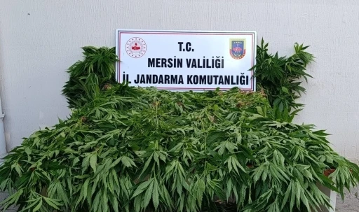 Ormanda kenevir yetiştirenlere su&ccedil;&uuml;st&uuml; operasyon: 2 tutuklama
