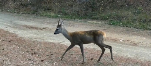 Ormanda yiyecek arayan karacalar fotokapanda