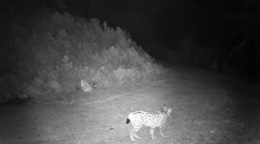 &rsquo;Ormanın hayaleti&rsquo; vaşak kamerada
