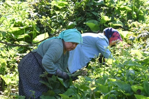 Ormanların gizli hazinesi: Kaldirik otu toplama mesaisi başladı
