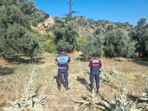 Ormanlık alanda mangal yakan 2 kişi yakalandı

