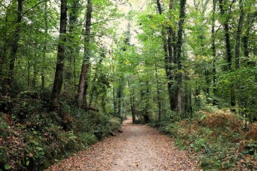 Ormanya sonbahar renkleriyle ziyaretçilerini ağırlıyor
