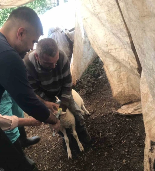 Ortaca'da Küçükbaş Aşılama Seferberliği