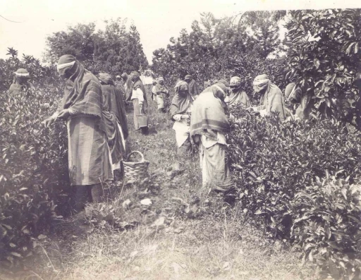 Ortaya &ccedil;ıkan arşiv T&uuml;rk &Ccedil;ayı&rsquo;nın tarihine ışık tutuyor
