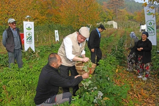 Osmangazi Belediyesinden dağ k&ouml;ylerinde ahududu seferberliği; hedef 100 d&ouml;n&uuml;m
