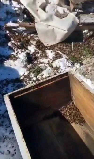 Osmaniye’de aç kalan ayılar, arı kovanlarına saldırdı
