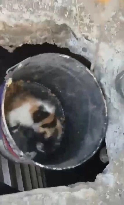Osmaniye&rsquo;de balyozla genişletilen kuyudan yavru kedi kurtarıldı
