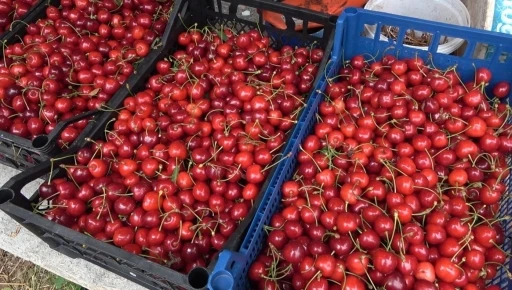 Osmaniye&rsquo;de kiraz hasadı başladı
