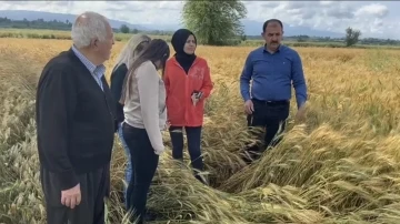 Osmaniye’de sağanak tarım arazilerine zarar verdi
