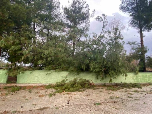 Osmaniye&rsquo;de şiddetli r&uuml;zgar dev ağa&ccedil;ları k&ouml;k&uuml;nden s&ouml;kt&uuml;
