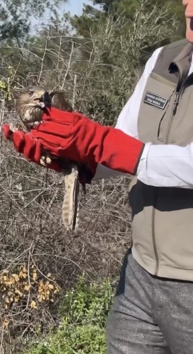 Osmaniye&rsquo;de tedavileri tamamlanan şahinler, doğaya kanat &ccedil;ırptı
