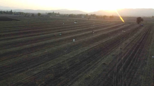 Osmaniye’nin altın ürünü yer fıstığı, hayvan yemi olarak da değerlendiriliyor
