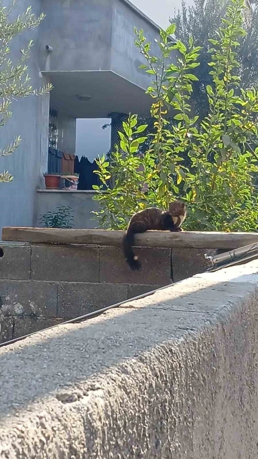 Osmaniye sokaklarında nadir misafir: Sansar güneşlenirken görüntülendi
