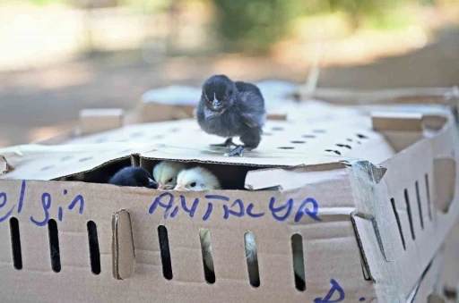 Otob&uuml;sle Bursa&rsquo;dan Antalya&rsquo;ya karton koliler ile 700 civciv g&ouml;nderdiler
