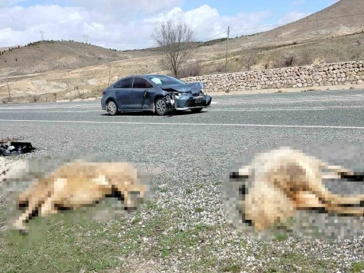 Otomobil koyun s&uuml;r&uuml;s&uuml;ne daldı: 9 koyun telef oldu

