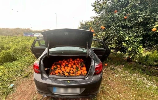 Bahçeden 500 Kilo Portakal Çaldı