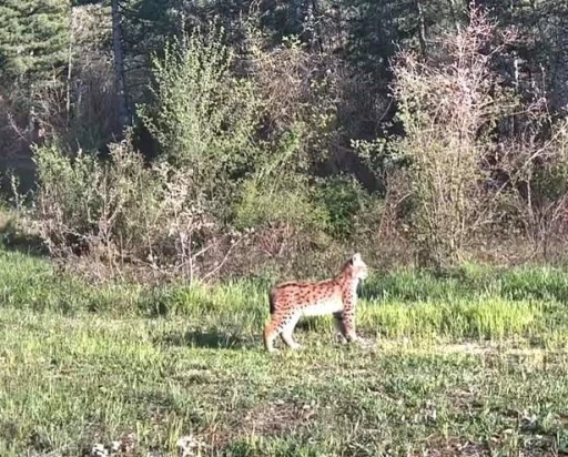 Ovacık&rsquo;ta nadir t&uuml;r vaşak fotokapana yansıdı
