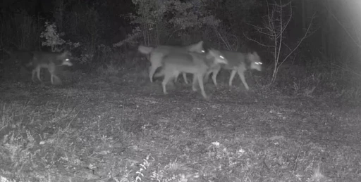 Ovacık’taki yaban hayatı kamerada
