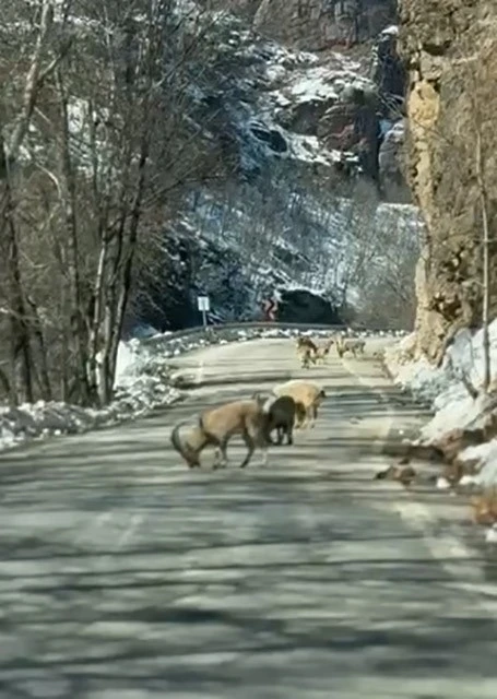 Ovacık yolunda dağ ke&ccedil;isi s&uuml;r&uuml;s&uuml; yolu kapladı
