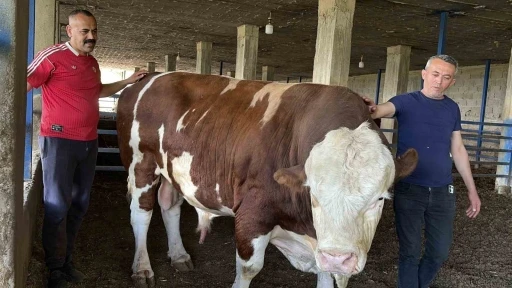 &Ouml;zenle b&uuml;y&uuml;tt&uuml;ğ&uuml; boğasına &lsquo;Gardaşım&rsquo; diyerek hitap eden besicinin bir ton 300 kiloluk kurbanlığı alıcı buldu
