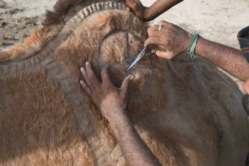 Pakistan’da Kurban Bayramı öncesi develer geleneksel motiflerle süslendi
