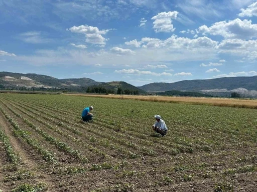 Pamuk üreticilerine &quot;mücadele&quot; çağrısı
