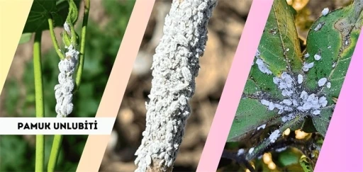 Pamuk üreticilerine ’unlu bit’ uyarısı
