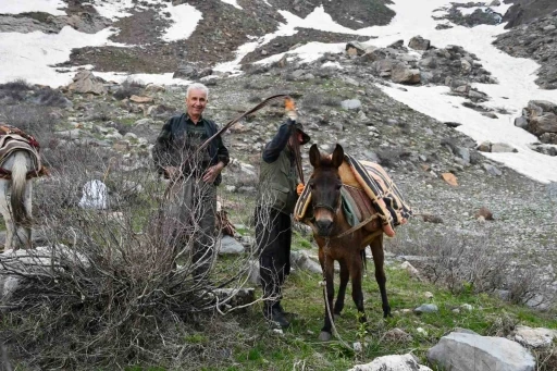 Pancar toplamak i&ccedil;in dağ bayır demeden geziyorlar
