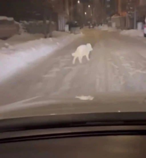 Patnos il&ccedil;e merkezinde kurt g&ouml;r&uuml;ld&uuml;
