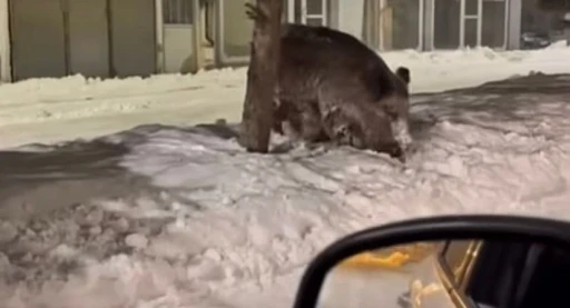 Patnos il&ccedil;e merkezinde yaban domuzu g&ouml;r&uuml;ld&uuml;

