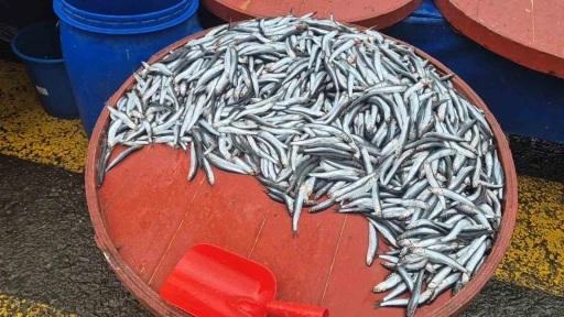 Pazarda hamsinin kilosu 200 liraya &ccedil;ıktı
