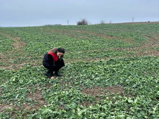 Pehlivank&ouml;y&rsquo;de anıza ekim yapılan kanola tarlasında bitkinin fizyolojik gelişimi incelendi
