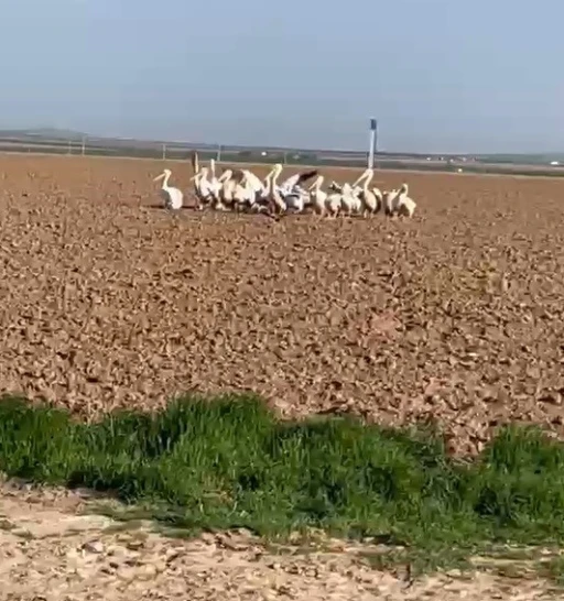 Pelikan s&uuml;r&uuml;s&uuml;n&uuml; tarlada g&ouml;ren &ccedil;ift&ccedil;ilerin tarifi ilgi &ccedil;ekti
