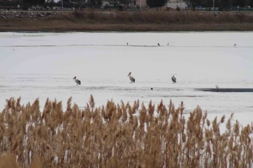 Pelikanlar, kıyıları buzla kaplanan g&ouml;lde g&ouml;r&uuml;nt&uuml;lendi, kuş severler kıyıya akın etti
