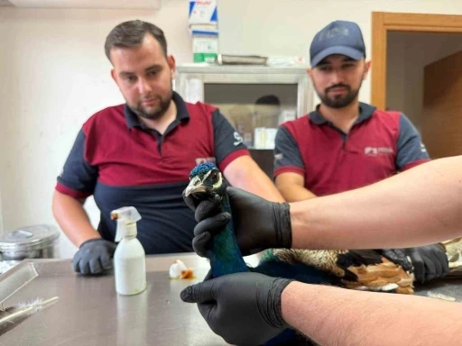 Pendik’te tavus kuşu ve atmaca kurtarma operasyonu: Doğaya kavuşacaklar
