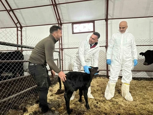 Pertek&rsquo;te kırsala bereket: Gen&ccedil; veterinere hayvancılık desteği
