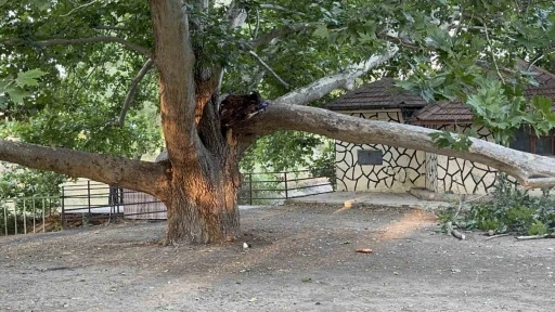 Piknik alanında ağacın dalı vatandaşların üzerine devrildi: 11 yaralı
