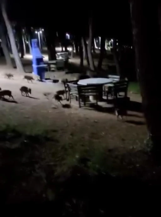 Piknikte karşılaştıkları domuz sürüsü panik oluşturdu
