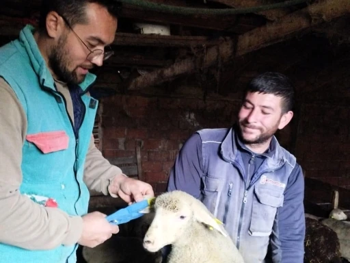 Pınarhisar’da küçükbaş hayvanların küpeleri takıldı
