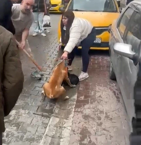 Pitbull saldırısı kameraya yansıdı: K&ouml;pek barınağa alındı
