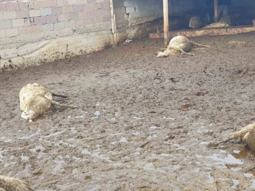 Polatlı&rsquo;da kurt saldırısı: 15 koyun telef oldu
