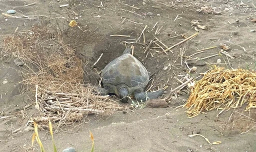 Pop&uuml;lasyonu artıyor: Caretta carettaların yuvalaması ge&ccedil; başladı, yoğun s&uuml;r&uuml;yor
