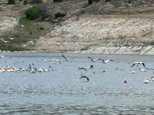 Porsuk Barajı&rsquo;nda leylek ve &ouml;rdekler g&ouml;rsel ş&ouml;len oluşturdu
