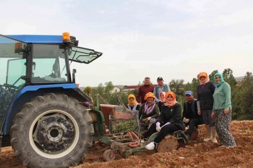 Poşusunu takan Kaymakam Kuran &uuml;reticilerle birlikte kekik dikti
