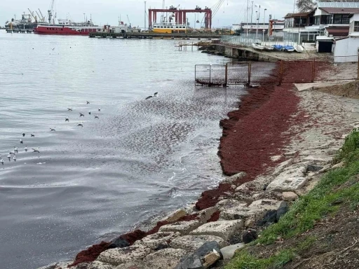 Poyraz sahili kırmızıya boyadı

