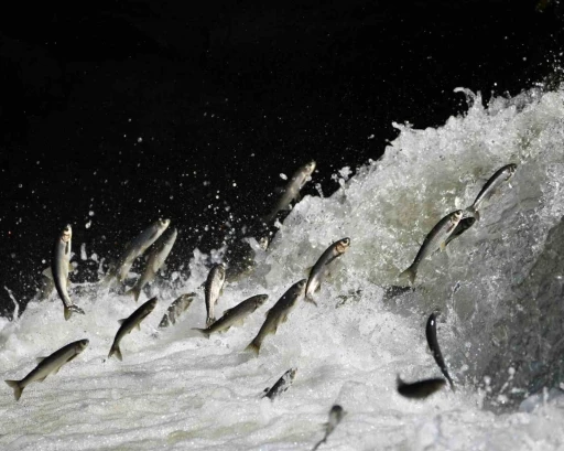 Prof. Dr. Alaeddinoğlu: &quot;İnci kefalinin nesli ciddi tehdit altında&quot;
